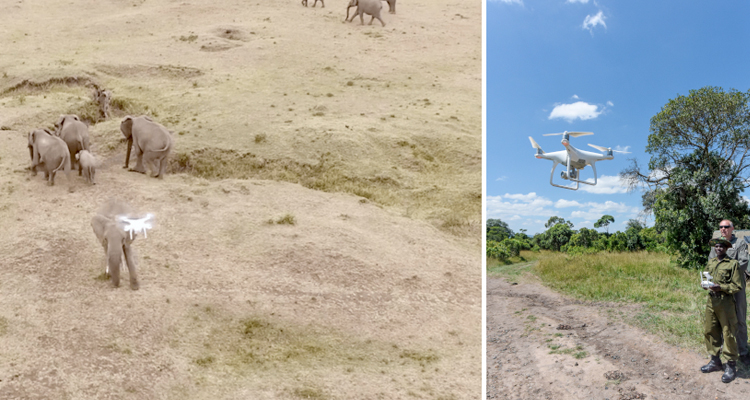 Dronejacht op Keniaanse olifantenstropers groot succes