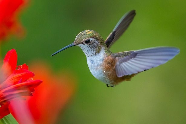 hummingbird-drone-vleugels