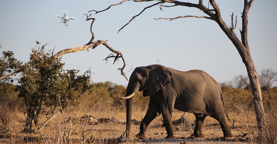 drones redden leven olifanten zuid afrika zimbabwe tanzania