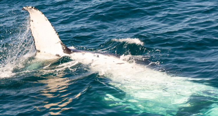 Canada schaft Hermes UAS aan voor bescherming walvissen