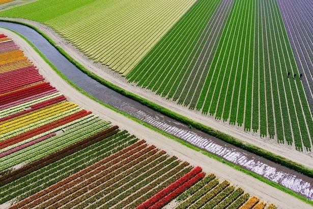 dronestagram-drone-luchtfotografie-wedstrijd-2015-bollenvelden